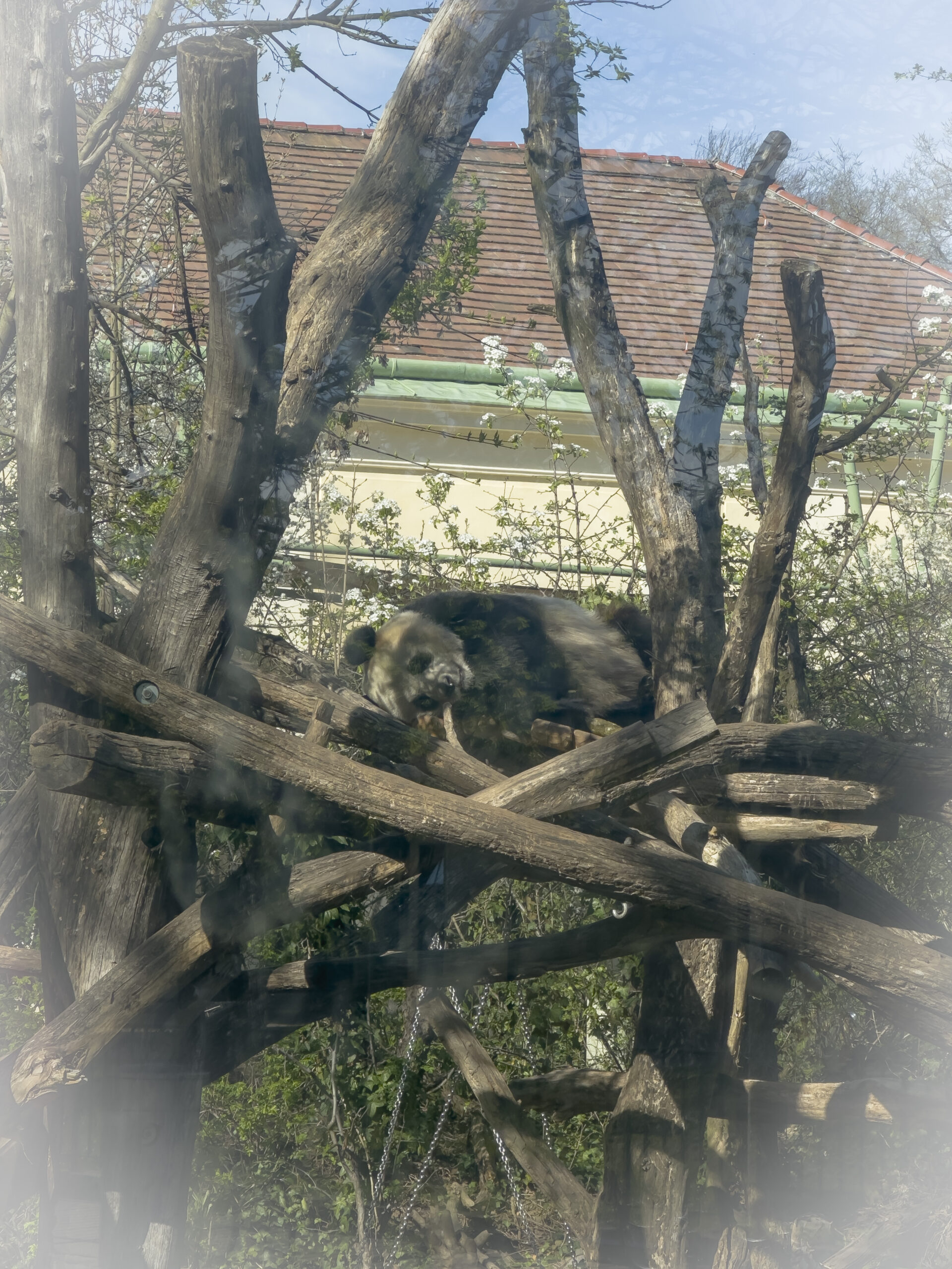 Tiergarten Schönbrunn – grădina zoologică din Viena care te face să încetinești